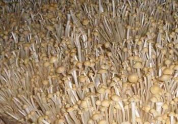 ������(ji��)�N��ᘹ����������������(ji��)��ᘹ�����������