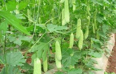 �����ô�N���ܸ߮a(ch��n)����ϵķNֲ���ɣ�