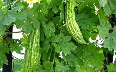 ���ӹ������g��ϣ����׫@�ø߮a(ch��n)��