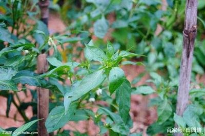 �������������L��ֱԭ����ʲô��Q�����أ�