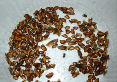 �㴻�N����ô�N���㴻�N�ӵķNֲ������