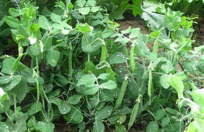 �㶹��(y��ng)ԓ��ô�N���㶹�ķNֲ�r�g�c�������g(sh��)