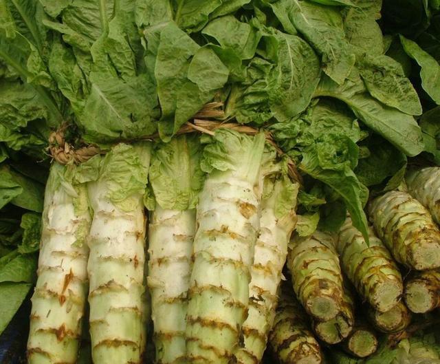 Խ���n�S��ô�N��Խ���n�S�ķNֲ���ɣ�