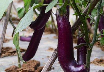 ���ӑ�ԓ��ô�N�����ӵķNֲ���g�c����