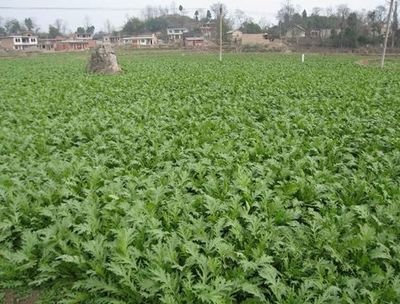 ѩ��ԓ��ô�Nֲ��ѩ�˵ķNֲҪ�c��