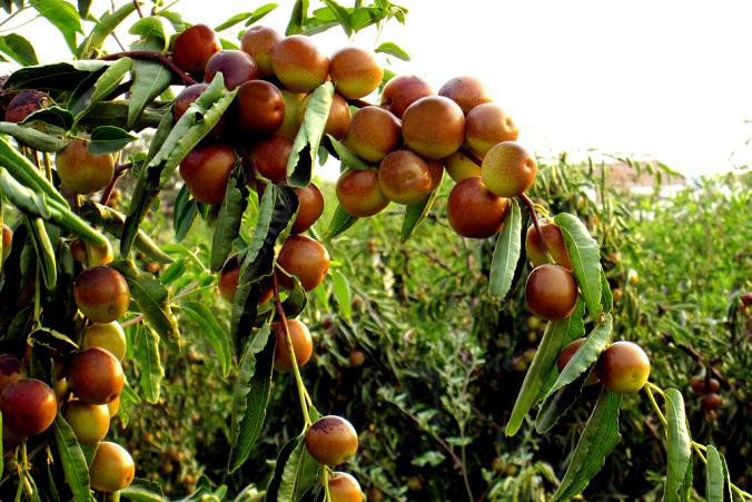 ����ʲô�r�g�Nֲ�������߮a�������g��