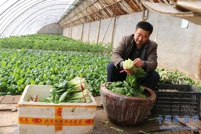 �����߲˷NֲҪ�c��ע����헣�