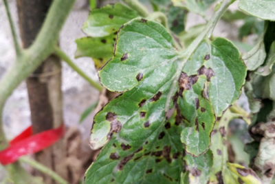 ���Ѱ���İY������Щ