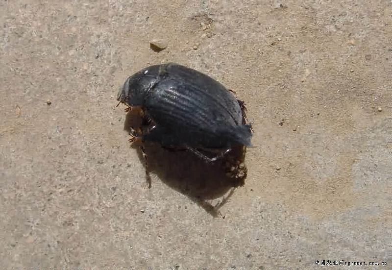 ��η����}���ڽq�����ӣ��}���ڽq�����ӵķ��η���