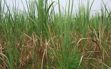 �s�݆��}��ô��Q���rˎ���ݵķ���