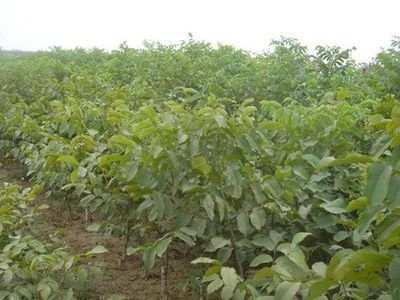 �������x(ch��ng)����ô���Σ��������x(ch��ng)�����η���