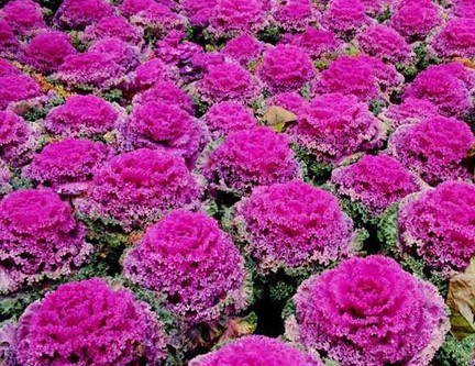 ���¸��{(l��n)��ô�N�����¸��{(l��n)�ĸ߮a(ch��n)���g(sh��)