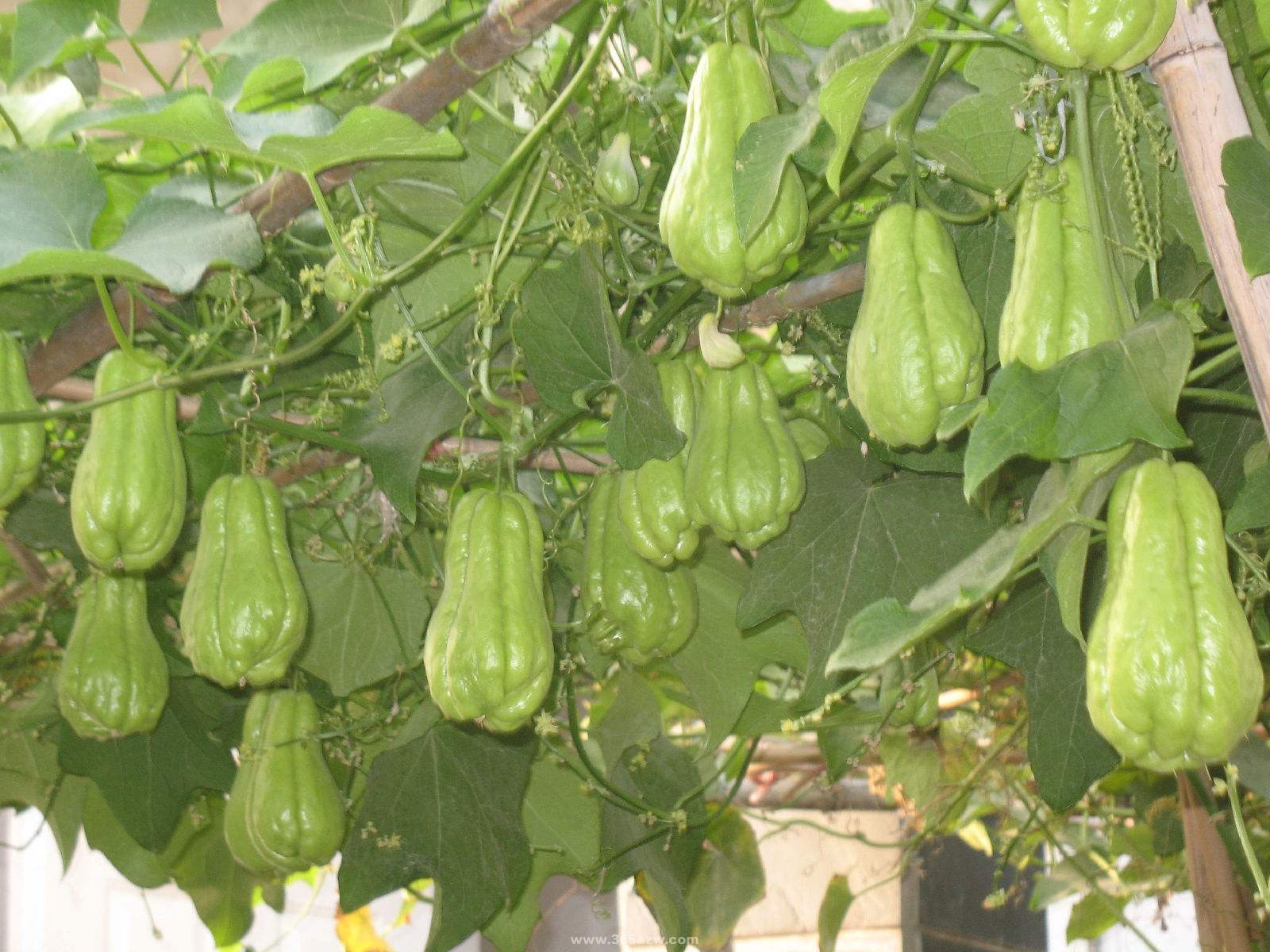 ���ֹϵķNֲ��������Щ�����ֹ���ηNֲ�׸߮a(ch��n)��