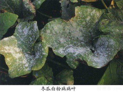 ���ϵ��˰׷۲���ô�k�����ϰ׷۲����δ�ʩ��