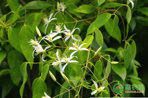 �ʲݵķNֲ��������Щ���ʲݷNֲ��Ҫʲô�ӭh(hu��n)����