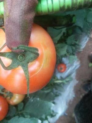 ���н�Q������ɫ�������}