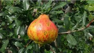 ֲ�����L�{����ʹ�÷������Ì��ˆ᣿