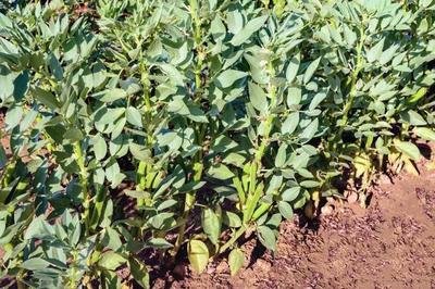 �߲��@��݆���Nֲ�����a(ch��n)������