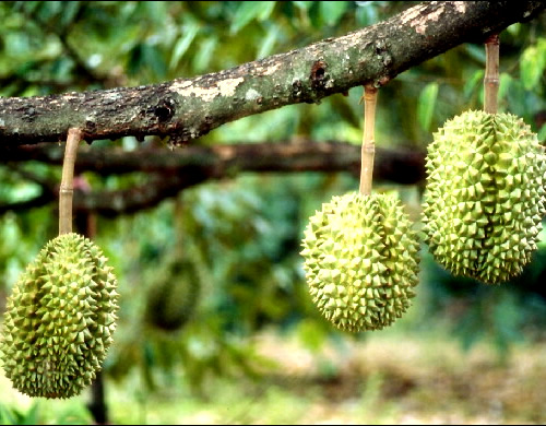 ��ɏ��ηNֲ����ɏ�ķNֲ���ɺͷNֲ�l����