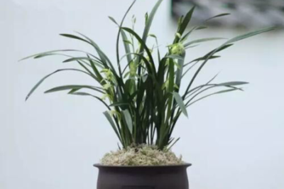 �m���~���_����ô�k���m���ķNֲ�������g