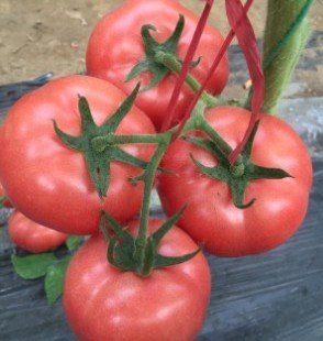 �������t���@�ӷN���߮a�����y!