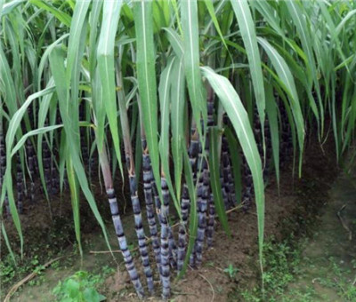 ��Ƥ������ô�N����Ƥ����Nֲ���g(sh��)����Щ��