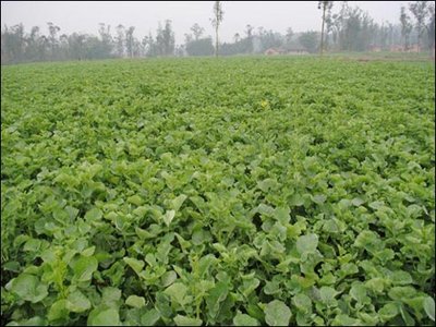 �Ͳ�������������x�����Σ�