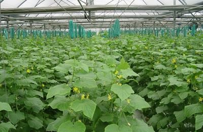 �S������Ҫ���ã��߮a�ز����٣�