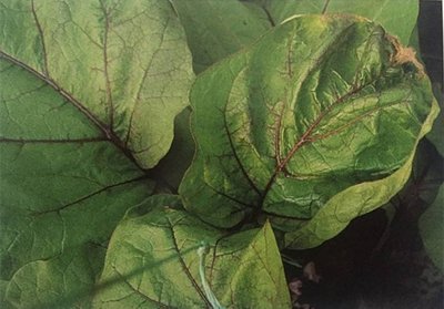 ����߲˳��F�@Щ���}����ԓ�o���a�}��