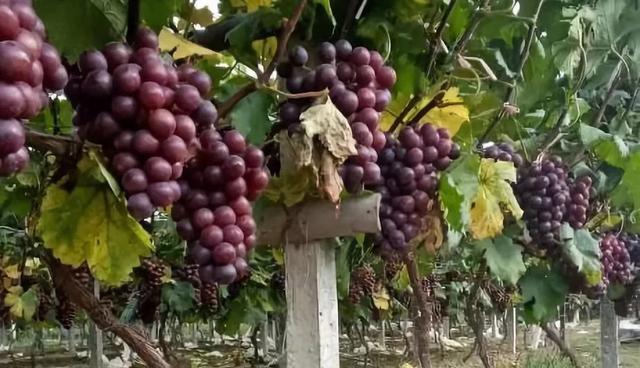 ���Ѳ��պ�ԓ��η��β��x����