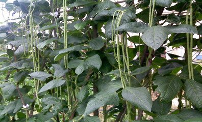 �ܶ��ǽY�v����οƌW������