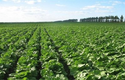 �ЙC��ײ˵ķNֲҪ�c��֪���᣿�ЙC��ײ˷Nֲ���g��