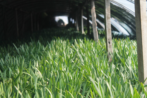 �²˵ķNֲ�r�g��ʲô�r�򣬾²˵ķNֲҪ�c���˽�᣿