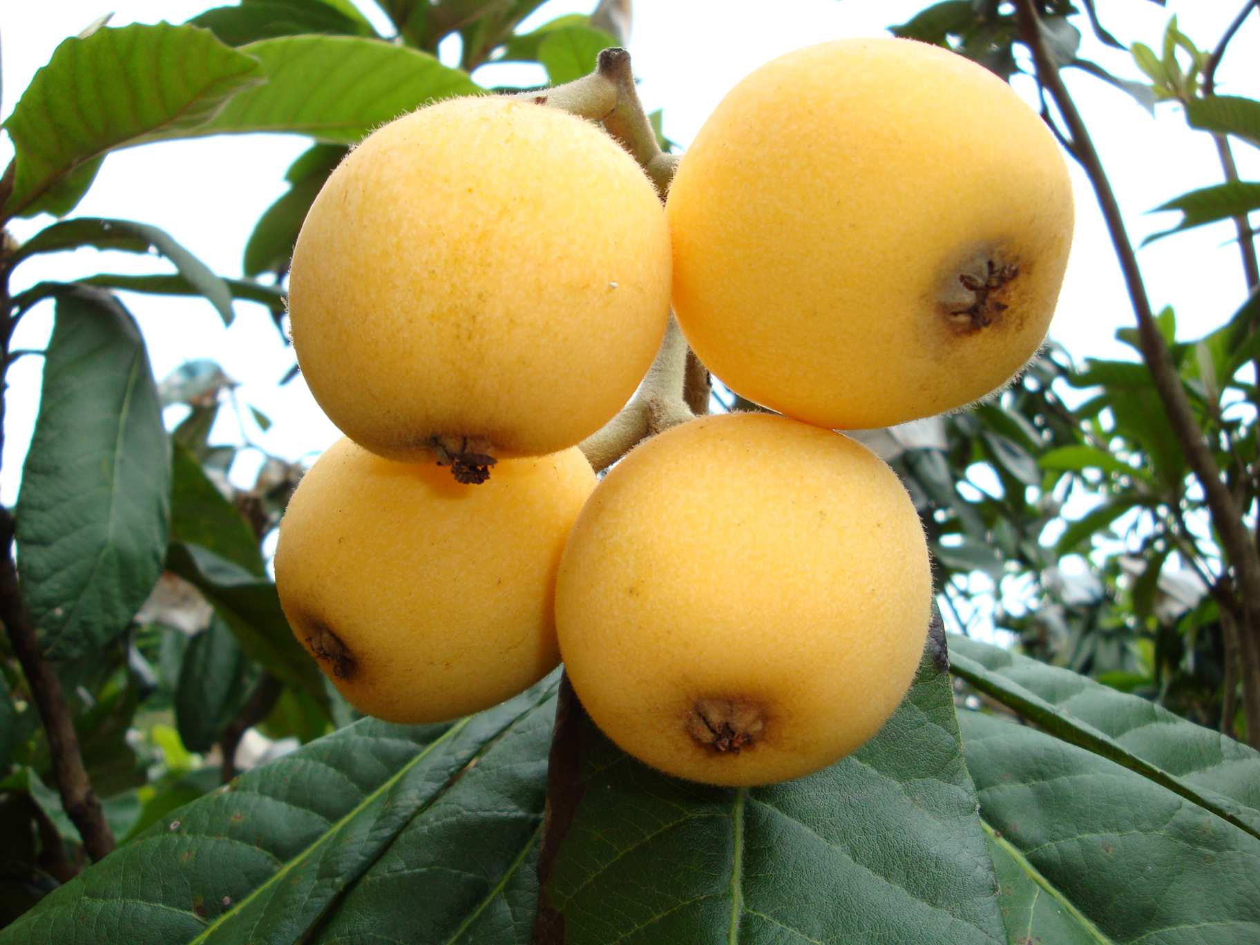 ���ˑ�ԓ��ô�N�����˵ķNֲ���������g