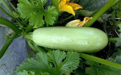 �����Jʲô�r��Nֲ�������J�߮a�Nֲ�����͕r�g