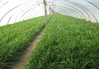 ����²���ô�N����������²˷Nֲ�ķ�����