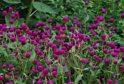 ǧ�ռt���B(y��ng)ֳ����������Щ��ǧ�ռt�ĸ߮a(ch��n)���g(sh��)��