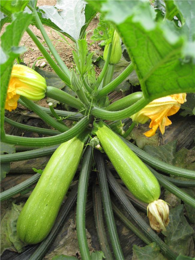 �����Jʲô�r�g�Nֲ�������J�NֲҪ�c����Щ��