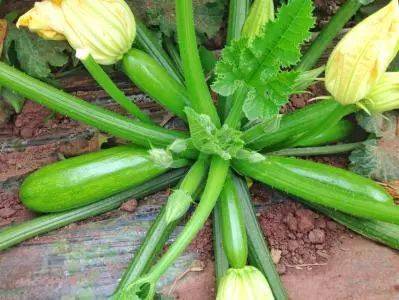 �����Jͽ�L��ɶԭ�������Jͽ�L��ô�A����