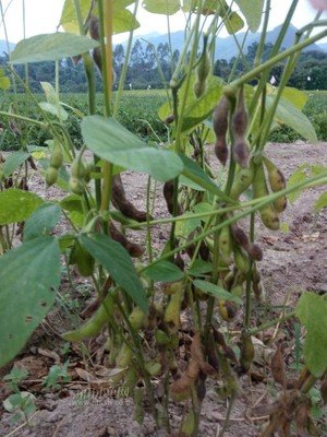 �ڶ��NֲҪ�c����Щ��