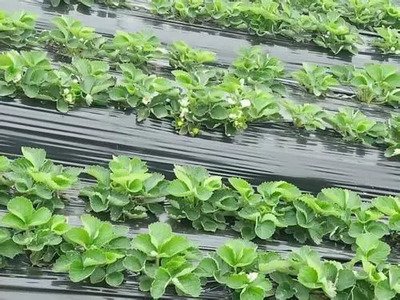 ��ݮ��ֲ���g�м��ɣ��ҁ�����ɣ�