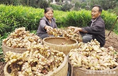 �����ķNֲ�r�g��ʲô�r�������ķNֲ�l������Щ��