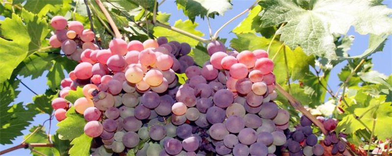 �˽��@Щ���ѷNֲ���g�����Ķ���׌�����S�a��