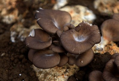 ����Ģ���ķNֲ�������g