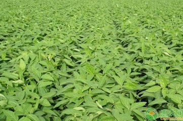 ���׵ظķN��ʩ�ʹ���Ҫ�c