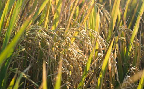 ���ʣ��Zʳ�q�r��ظ��q�ĮaƷ���q�rڅ���Ѷ�