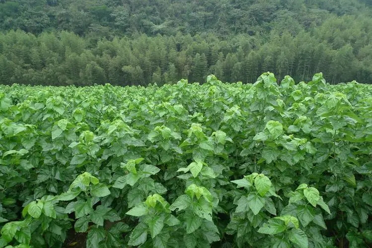 ɣ��(sh��)���ʩ�ʣ�ɣ��(sh��)ʩ�ʑ�(y��ng)ע����Щ��(w��n)�}��