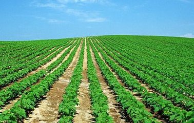 ���ս���989��ʾ��Ƭ���I�p����Ч