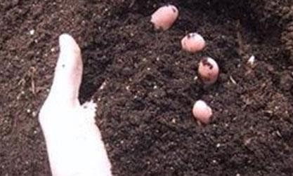 �ٿ������P���ʺ��ЙC�ʵ���Ҫ�£�����Ҫ��