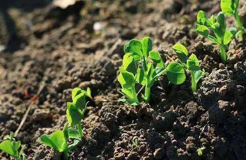 ������I�~���̼��ƏV�y���������^����һ�^�ᣬ���������|�������y���ă���